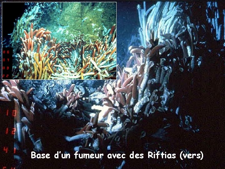 Base d’un fumeur avec des Riftias (vers) 