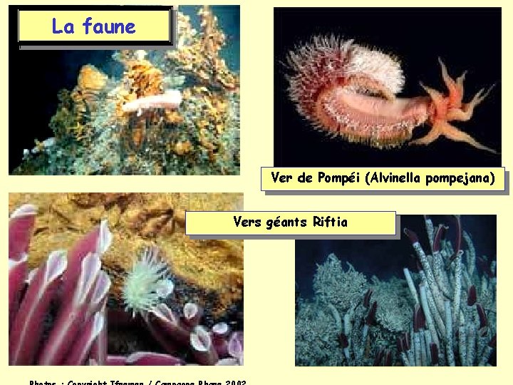 La faune Ver de Pompéi (Alvinella pompejana) Vers géants Riftia 