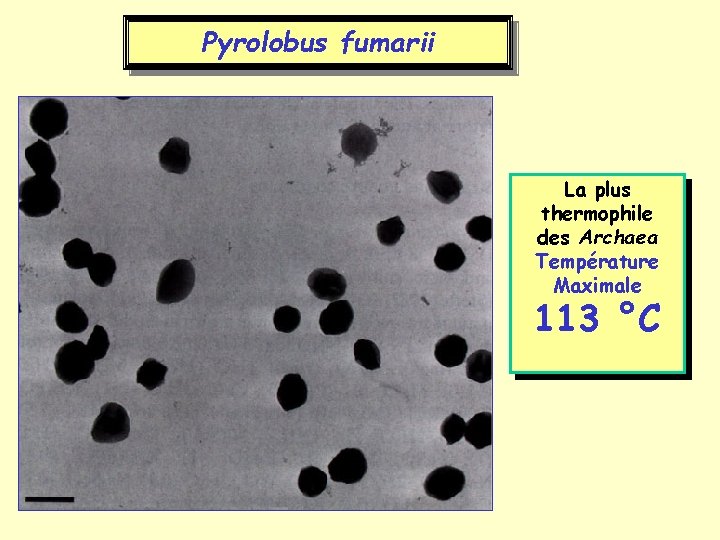 Pyrolobus fumarii La plus thermophile des Archaea Température Maximale 113 °C 