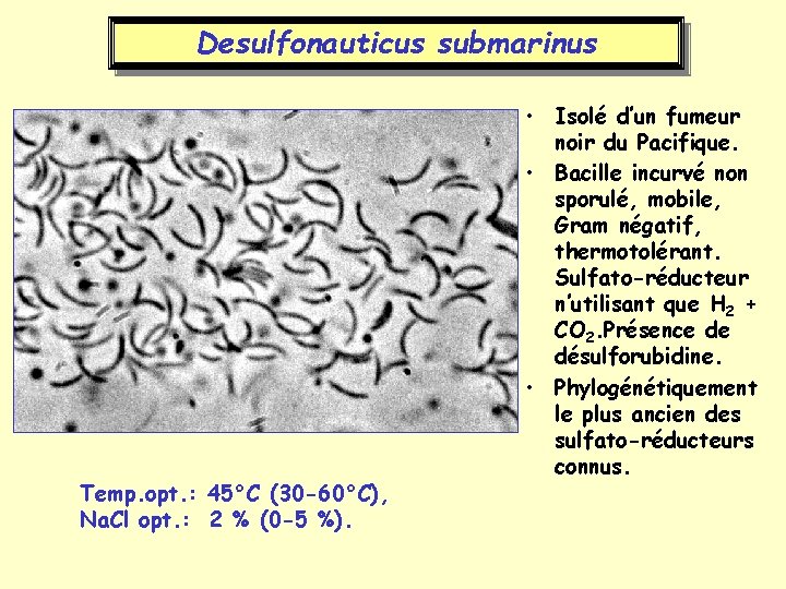Desulfonauticus submarinus Temp. opt. : 45°C (30 -60°C), Na. Cl opt. : 2 %