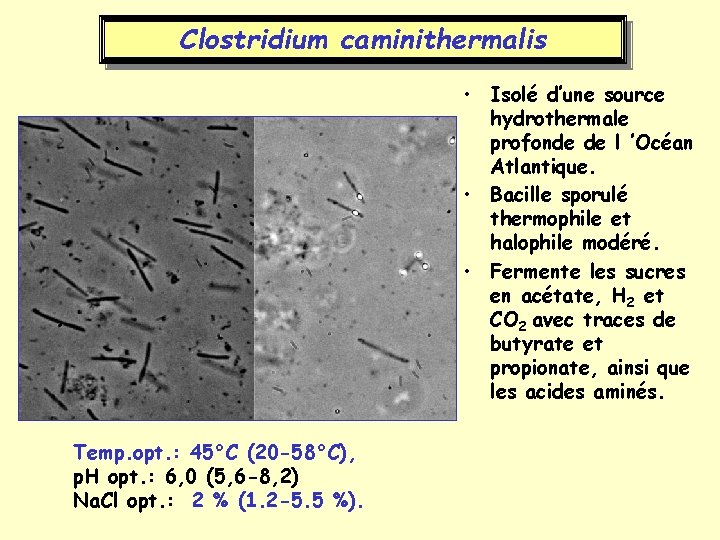 Clostridium caminithermalis • Isolé d’une source hydrothermale profonde de l ’Océan Atlantique. • Bacille