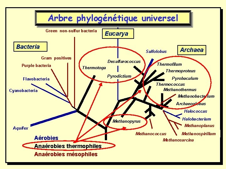 Arbre phylogénétique universel Green non-sulfur bacteria Eucarya Bacteria Sulfolobus Gram positives Purple bacteria Desulfurococcus