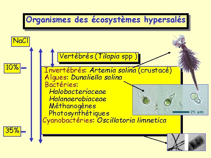 Organismes des écosystèmes hypersalés Na. Cl Vertébrés (Tilapia spp ) 10% 35% Invertébrés: Artemia