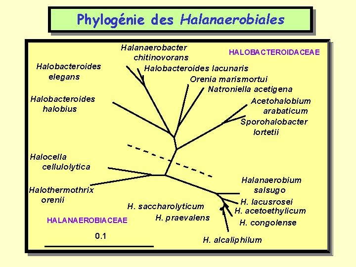 Phylogénie des Halanaerobiales Halobacteroides elegans Halobacteroides halobius Halanaerobacter HALOBACTEROIDACEAE chitinovorans Halobacteroides lacunaris Orenia marismortui