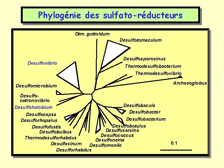 Phylogénie des sulfato-réducteurs Dtm. guttoidum Desulfotomaculum Desulfovibrio Desulfosporosinus Thermodesulfobacterium Thermodesulfovibrio Desulfomicrobium Archaeoglobus Desulfonatronovibrio Desulfobacula