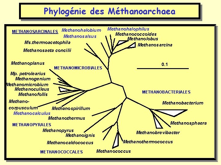 Phylogénie des Méthanoarchaea METHANOSARCINALES Methanohalobium Methanosalsus Ms. thermoacetophila Methanohalophilus Methanococcoides Methanolobus Methanosarcina Methanosaeta concilii