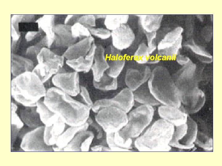 Haloferax volcanii 