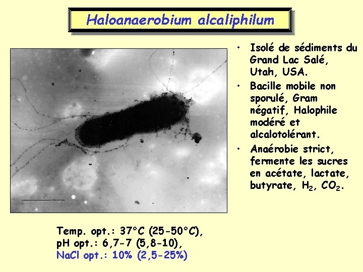 Haloanaerobium alcaliphilum • Isolé de sédiments du Grand Lac Salé, Utah, USA. • Bacille