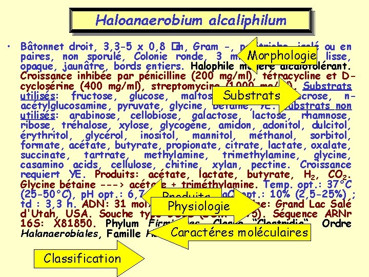 Haloanaerobium alcaliphilum • Bâtonnet droit, 3, 3 -5 x 0, 8 �m, Gram -,