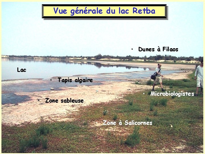 Vue générale du lac Retba • Dunes à Filaos Lac • Tapis algaire •