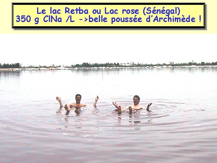 Le lac Retba ou Lac rose (Sénégal) 350 g Cl. Na /L ->belle poussée