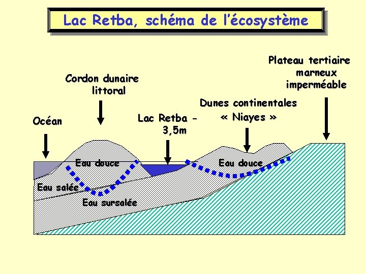 Lac Retba, schéma de l’écosystème Plateau tertiaire marneux imperméable Cordon dunaire littoral Dunes continentales