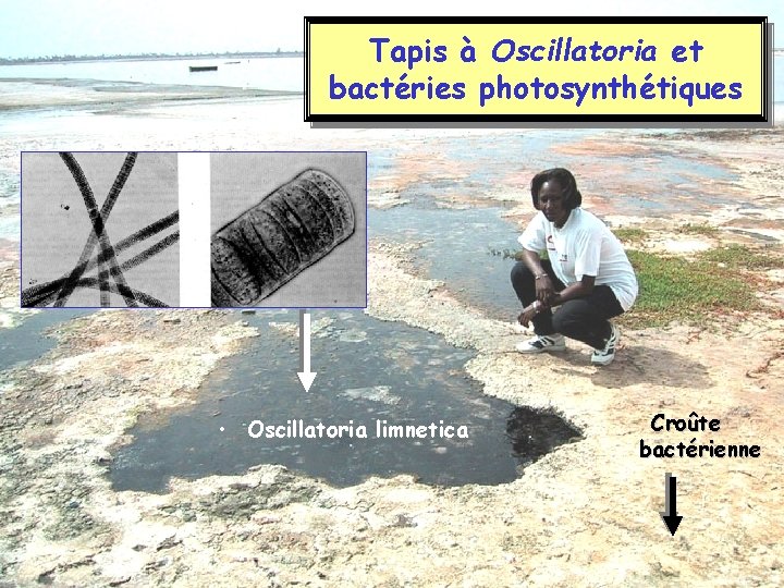 Tapis à Oscillatoria et bactéries photosynthétiques • Oscillatoria limnetica Croûte bactérienne 