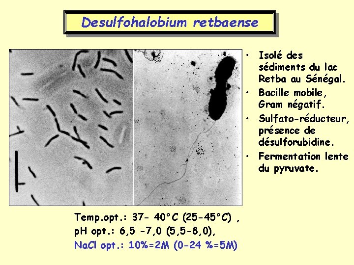 Desulfohalobium retbaense • Isolé des sédiments du lac Retba au Sénégal. • Bacille mobile,
