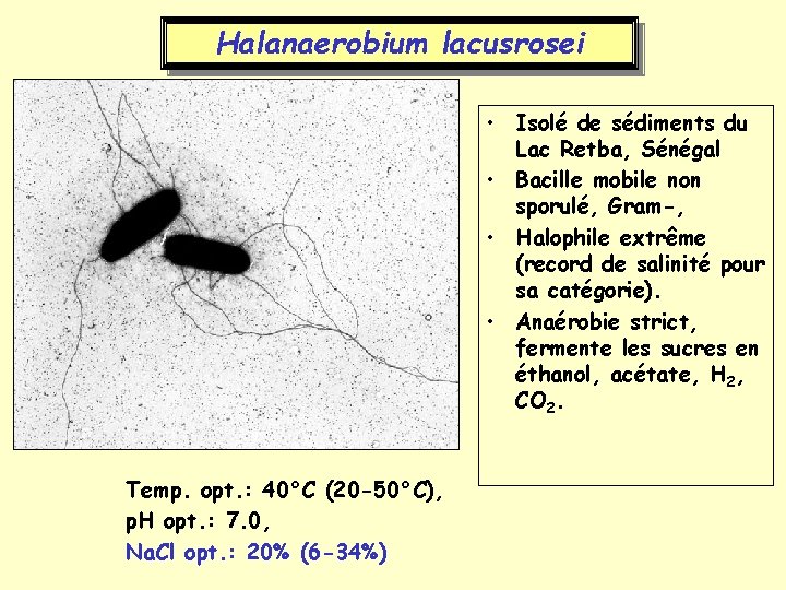 Halanaerobium lacusrosei • Isolé de sédiments du Lac Retba, Sénégal • Bacille mobile non