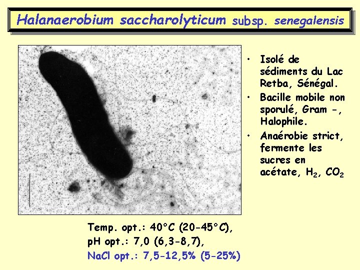 Halanaerobium saccharolyticum subsp. senegalensis • Isolé de sédiments du Lac Retba, Sénégal. • Bacille