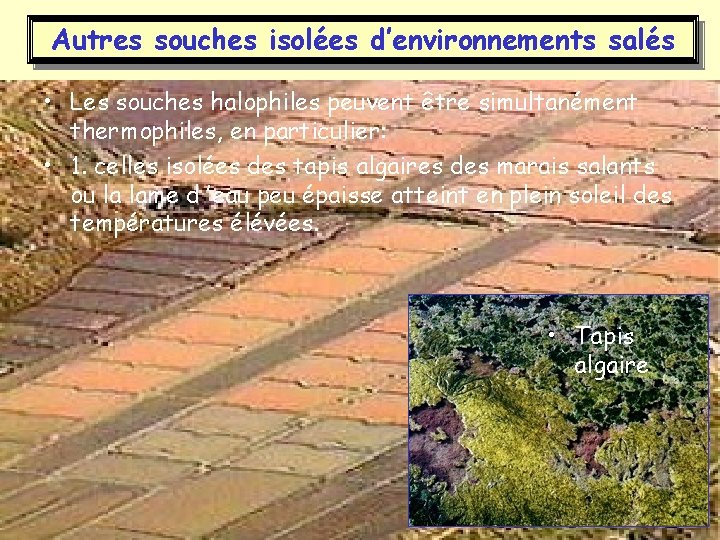 Autres souches isolées d’environnements salés • Les souches halophiles peuvent être simultanément thermophiles, en