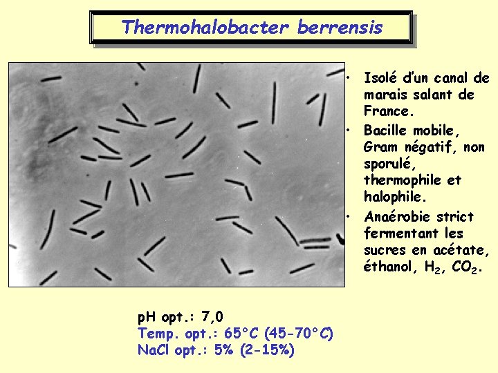 Thermohalobacter berrensis • Isolé d’un canal de marais salant de France. • Bacille mobile,