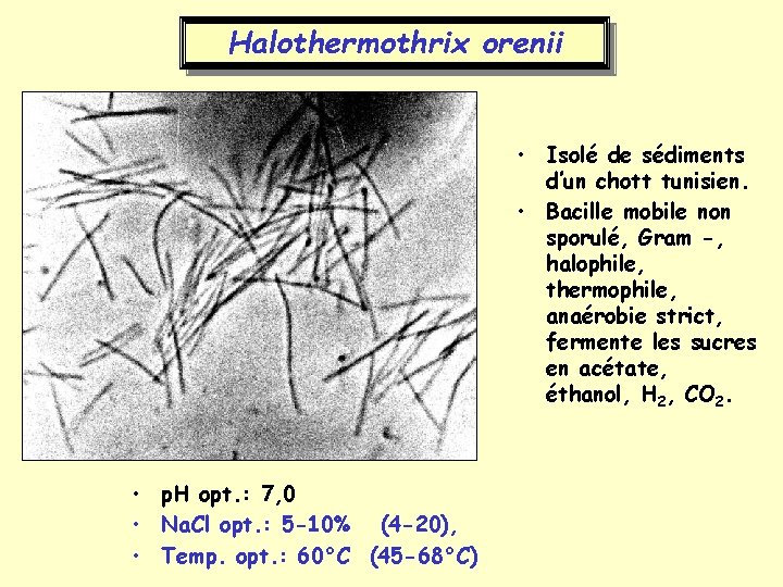 Halothermothrix orenii • Isolé de sédiments d’un chott tunisien. • Bacille mobile non sporulé,