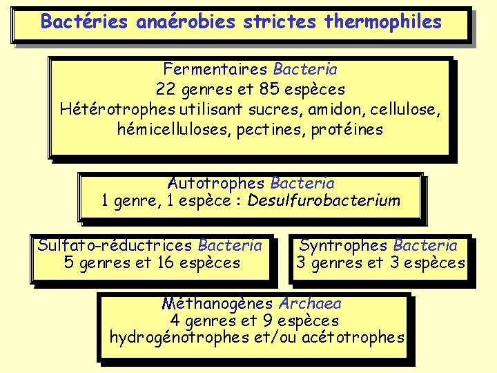 Bactéries anaérobies strictes thermophiles Fermentaires Bacteria 22 genres et 85 espèces Hétérotrophes utilisant sucres,