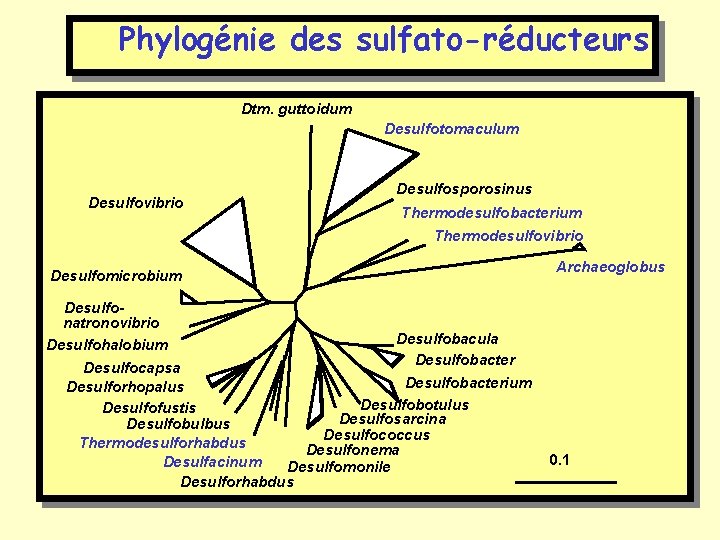 Phylogénie des sulfato-réducteurs Dtm. guttoidum Desulfotomaculum Desulfovibrio Desulfosporosinus Thermodesulfobacterium Thermodesulfovibrio Desulfomicrobium Archaeoglobus Desulfonatronovibrio Desulfobacula