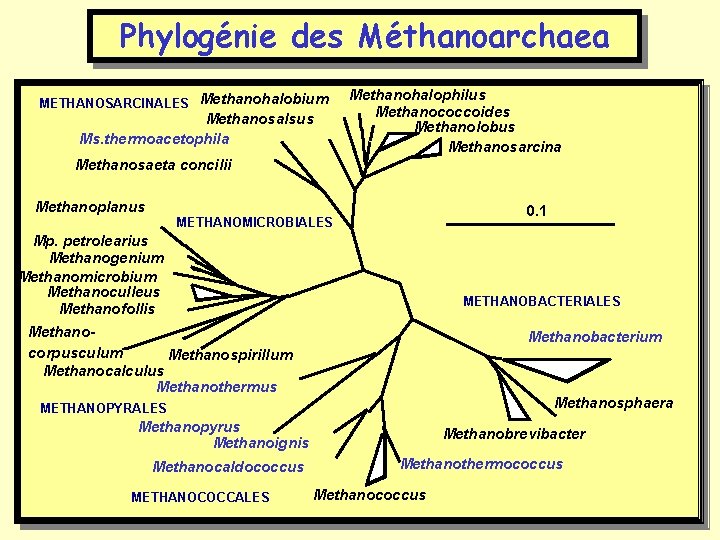 Phylogénie des Méthanoarchaea METHANOSARCINALES Methanohalobium Methanosalsus Ms. thermoacetophila Methanohalophilus Methanococcoides Methanolobus Methanosarcina Methanosaeta concilii