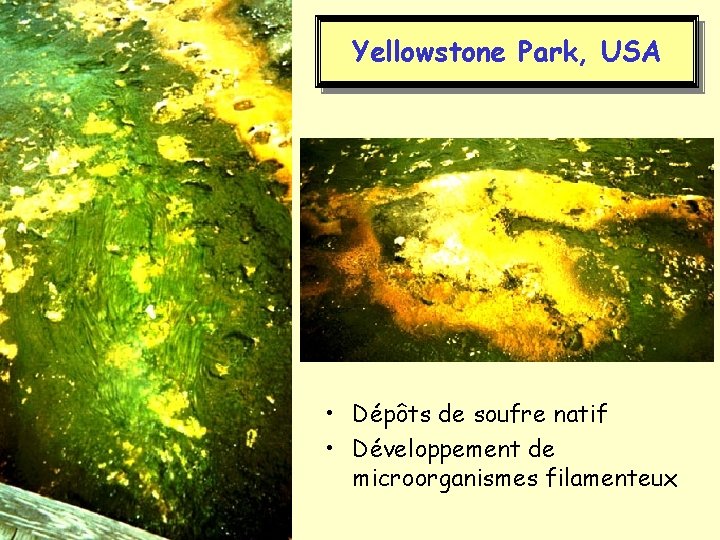 Yellowstone Park, USA • Dépôts de soufre natif • Développement de microorganismes filamenteux 