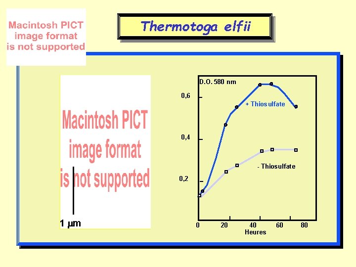 Thermotoga elfii D. O. 580 nm 0, 6 + Thiosulfate 0, 4 - Thiosulfate