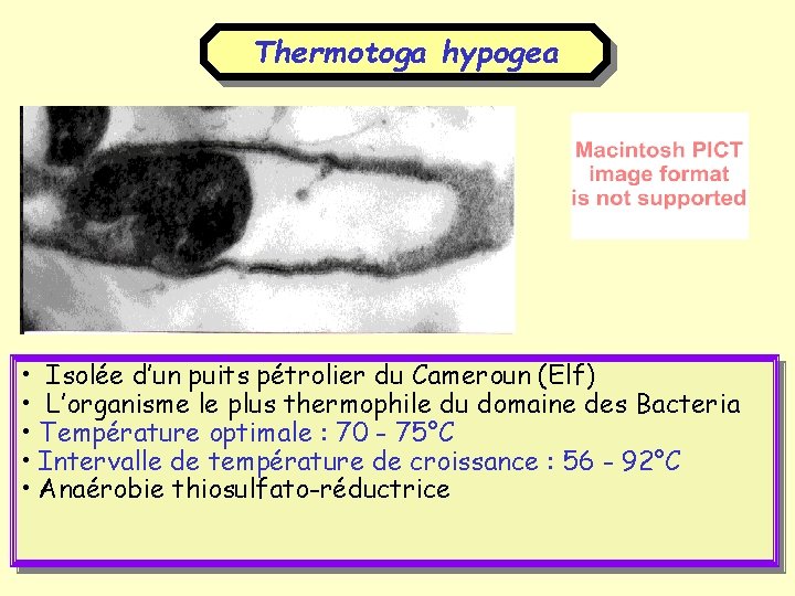 Thermotoga hypogea • Isolée d’un puits pétrolier du Cameroun (Elf) • L’organisme le plus