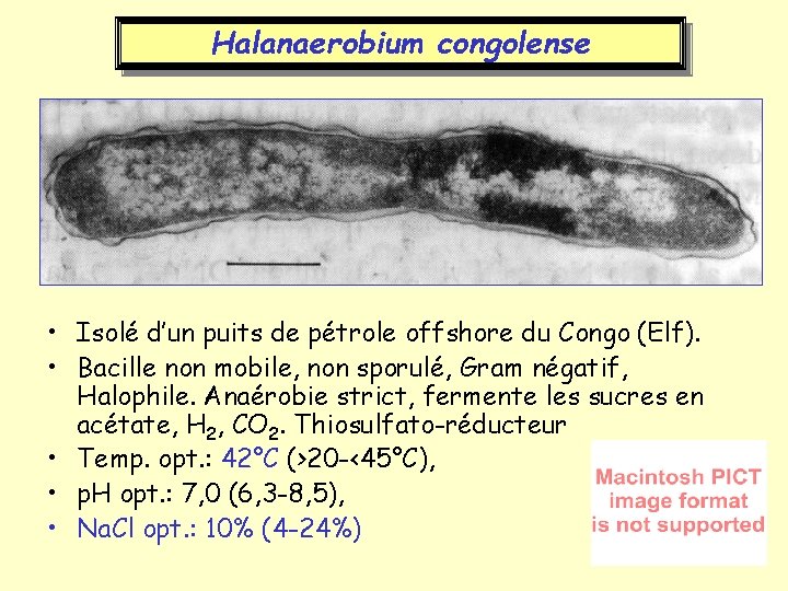 Halanaerobium congolense • Isolé d’un puits de pétrole offshore du Congo (Elf). • Bacille