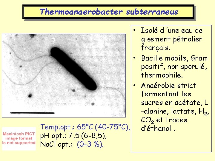 Thermoanaerobacter subterraneus • Isolé d ’une eau de gisement pétrolier français. • Bacille mobile,