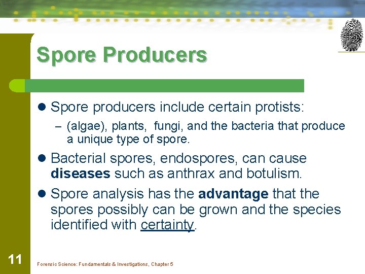 Spore Producers l Spore producers include certain protists: – (algae), plants, fungi, and the