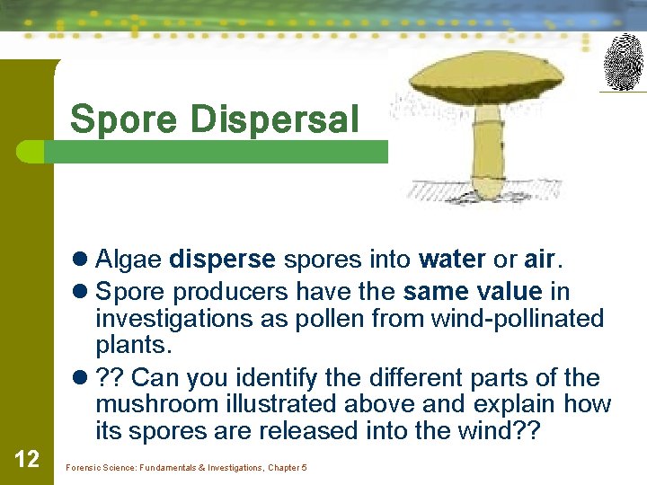 Spore Dispersal l Algae disperse spores into water or air. l Spore producers have