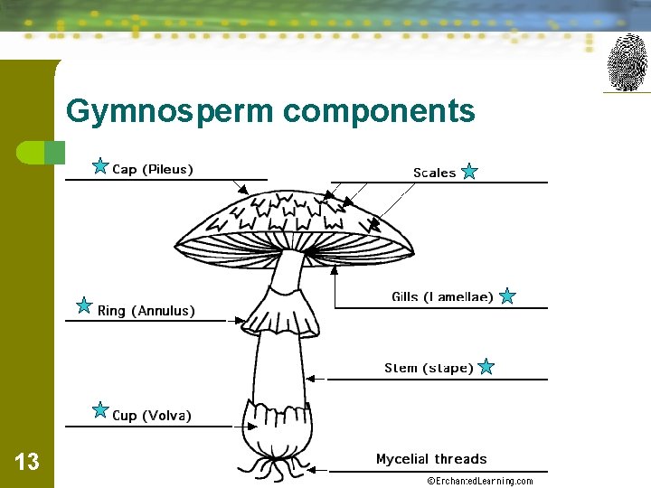 Gymnosperm components 13 Forensic Science: Fundamentals & Investigations, Chapter 5 
