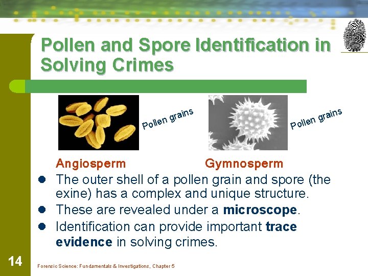Pollen and Spore Identification in Solving Crimes ains r g llen ins gra llen