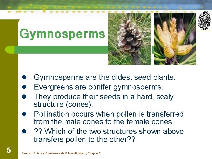Gymnosperms are the oldest seed plants. Evergreens are conifer gymnosperms. They produce their seeds