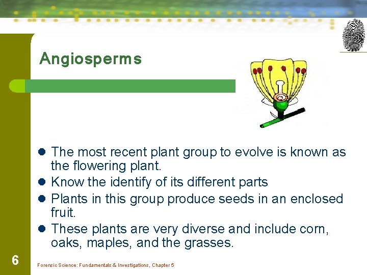 Angiosperms l The most recent plant group to evolve is known as the flowering