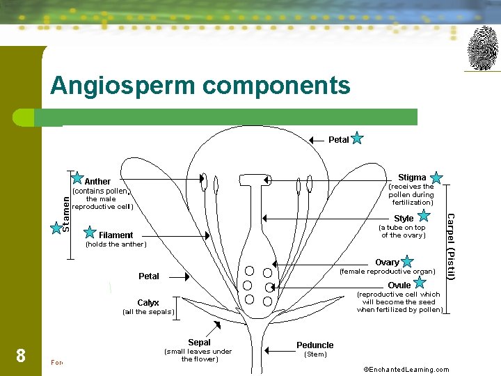 Angiosperm components 8 Forensic Science: Fundamentals & Investigations, Chapter 5 