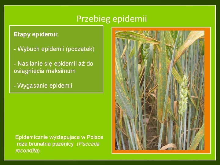 Przebieg epidemii Etapy epidemii: - Wybuch epidemii (początek) - Nasilanie się epidemii aż do