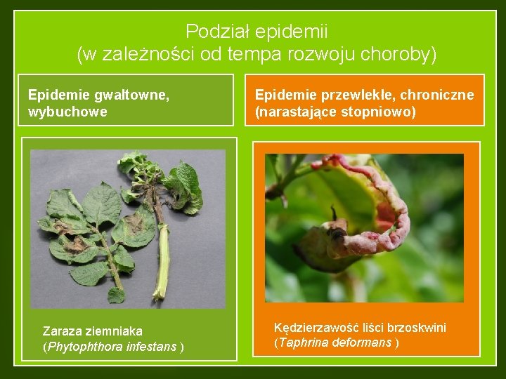 Podział epidemii (w zależności od tempa rozwoju choroby) Epidemie gwałtowne, wybuchowe Zaraza ziemniaka (Phytophthora