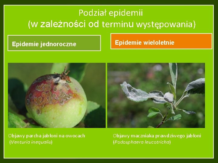 Podział epidemii (w zależności od terminu występowania) Epidemie jednoroczne Objawy parcha jabłoni na owocach