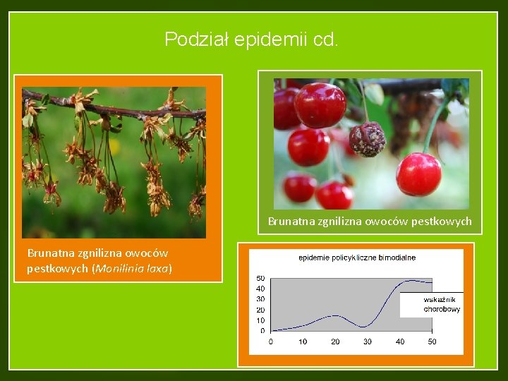 Podział epidemii cd. Brunatna zgnilizna owoców pestkowych (Monilinia laxa) 