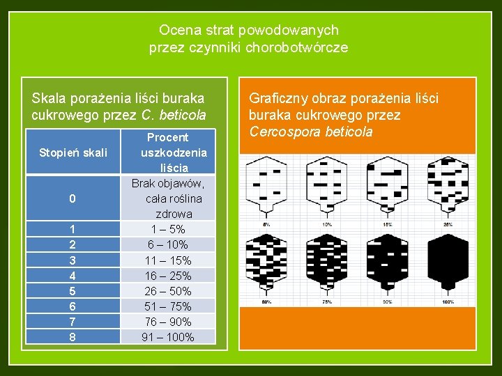 Ocena strat powodowanych przez czynniki chorobotwórcze Skala porażenia liści buraka cukrowego przez C. beticola