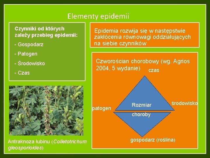 Elementy epidemii Czynniki od których zależy przebieg epidemii: - Gospodarz Epidemia rozwija się w