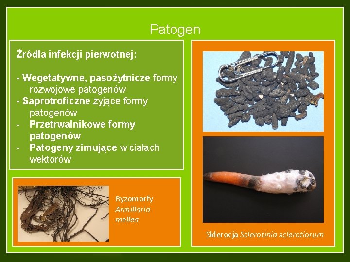 Patogen Źródła infekcji pierwotnej: - Wegetatywne, pasożytnicze formy rozwojowe patogenów - Saprotroficzne żyjące formy