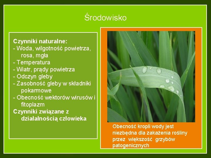 Środowisko Czynniki naturalne: - Woda, wilgotność powietrza, rosa, mgła - Temperatura - Wiatr, prądy