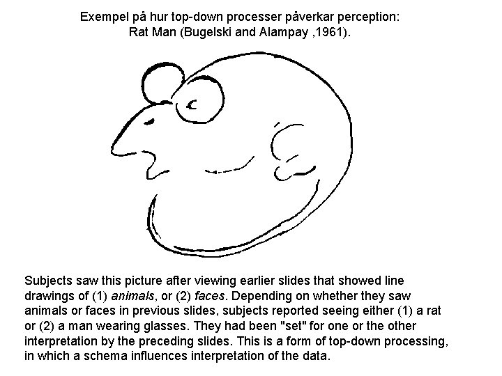 Exempel på hur top-down processer påverkar perception: Rat Man (Bugelski and Alampay , 1961).