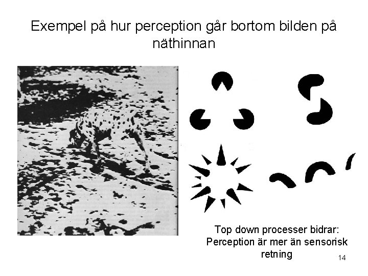 Exempel på hur perception går bortom bilden på näthinnan Top down processer bidrar: Perception