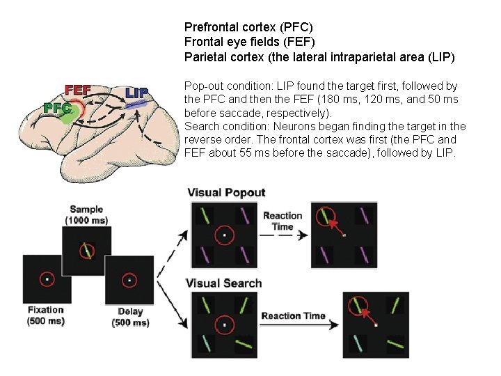 Prefrontal cortex (PFC) Frontal eye fields (FEF) Parietal cortex (the lateral intraparietal area (LIP)