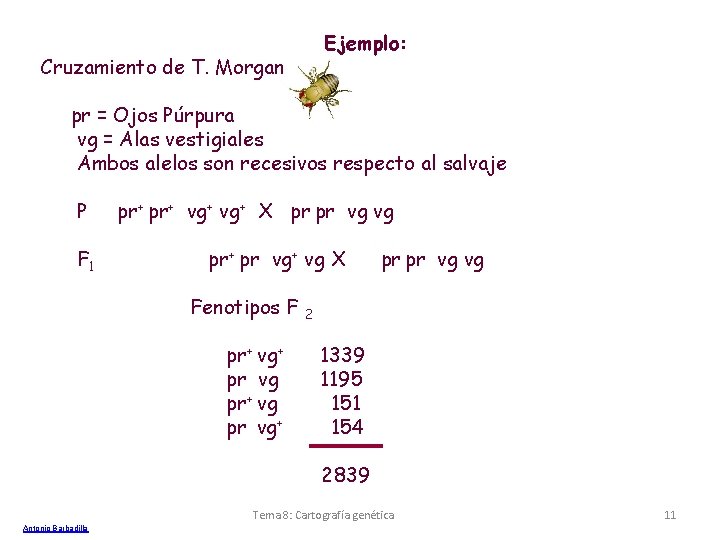 Ejemplo: Cruzamiento de T. Morgan pr = Ojos Púrpura vg = Alas vestigiales Ambos